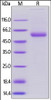Human OX40 Ligand, Mouse IgG2a Fc Tag, low endotoxin on SDS-PAGE under reducing (R) condition. The gel was stained overnight with Coomassie Blue. The purity of the protein is greater than 95%.