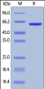Human HMGB1, Mouse IgG2a Fc Tag, low endotoxin on SDS-PAGE under reducing (R) condition. The gel was stained overnight with Coomassie Blue. The purity of the protein is greater than 95%.