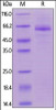 Human LILRB4, Mouse IgG2a Fc Tag, low endotoxin on SDS-PAGE under reducing (R) condition. The gel was stained overnight with Coomassie Blue. The purity of the protein is greater than 90%.