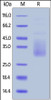 Cynomolgus TIM-3, His Tag on SDS-PAGE under reducing (R) condition. The gel was stained overnight with Coomassie Blue. The purity of the protein is greater than 90%.