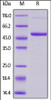 Human 4-1BB Ligand, Mouse IgG2a Fc Tag, low endotoxin on SDS-PAGE under reducing (R) condition. The gel was stained overnight with Coomassie Blue. The purity of the protein is greater than 90%.