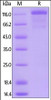 Mouse VEGF R3, Mouse IgG2a Fc Tag, low endotoxin on SDS-PAGE under reducing (R) condition. The gel was stained overnight with Coomassie Blue. The purity of the protein is greater than 95%.