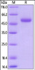 Mouse CD27 Ligand, Mouse IgG2a Fc Tag, low endotoxin on SDS-PAGE under reducing (R) condition. The gel was stained overnight with Coomassie Blue. The purity of the protein is greater than 95%.