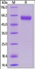 Human 4-1BB, Mouse IgG2a Fc Tag, low endotoxin on SDS-PAGE under reducing (R) condition. The gel was stained overnight with Coomassie Blue. The purity of the protein is greater than 95%.