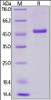 Human / Rhesus macaque CD40 Ligand, Mouse IgG2a Fc Tag, low endotoxin on SDS-PAGE under reducing (R) condition. The gel was stained overnight with Coomassie Blue. The purity of the protein is greater than 95%.