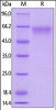 Mouse CD27, Mouse IgG2a Fc Tag, low endotoxin on SDS-PAGE under reducing (R) condition. The gel was stained overnight with Coomassie Blue. The purity of the protein is greater than 95%.