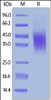 Mouse CD47, His Tag on SDS-PAGE under reducing (R) condition. The gel was stained overnight with Coomassie Blue. The purity of the protein is greater than 90%.