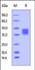 Human CD47, His Tag, low endotoxin on SDS-PAGE under reducing (R) condition. The gel was stained overnight with Coomassie Blue. The purity of the protein is greater than 95%.