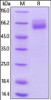 Human HVEM, Mouse IgG2a Fc Tag, low endotoxin on SDS-PAGE under reducing (R) condition. The gel was stained overnight with Coomassie Blue. The purity of the protein is greater than 95%.