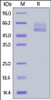 Human Mucin-1, Fc Tag on SDS-PAGE under reducing (R) condition. The gel was stained overnight with Coomassie Blue. The purity of the protein is greater than 95%.