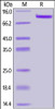 Human ErbB3, Strep Tag on SDS-PAGE under reducing (R) condition. The gel was stained overnight with Coomassie Blue. The purity of the protein is greater than 95%.