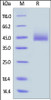 Human CD3E&CD3G Heterodimer Protein, Fc, His Tag&Fc, Flag Tag (MALS verified) on SDS-PAGE under reducing (R) condition. The gel was stained overnight with Coomassie Blue. The purity of the protein is greater than 95%.