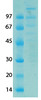 SARS-CoV-2 (COVID-19) NSP11 NSP12 Recombinant Protein | 20-210