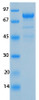 SARS-CoV-2 (COVID-19) NSP3 (743 - 1072) Recombinant Protein | 20-216