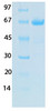 SARS-CoV-2 (COVID-19) NSP1 Recombinant Protein | 20-218