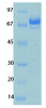 Human Coronavirus Nucleocapsid (229E) Recombinant Protein | 20-228