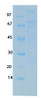 SARS-CoV-2 (COVID-19) NSP11 NSP12 Recombinant Protein | 20-247