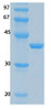 SARS-CoV-2 (COVID-19) NSP9 Recombinant Protein | 20-249