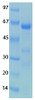 SARS-CoV-2 (COVID-19) NSP3 (743 - 1072) Recombinant Protein | 20-253