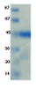 SARS-CoV-2 (COVID-19) NSP1 Recombinant Protein | 20-255