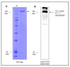 Figure 1: Data from our lab regarding SPIKE stabilized in a detergent mycelle.<br>A: SDS-Page of purified SPIKE in detergent mycelle.<br>B: Western blot of Rho1d4 tagged SPIKE, originated from the SDS Page seen in "A".