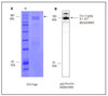 Figure 1: Data from our lab regarding SPIKE stabilized in a detergent mycelle.<br>A: SDS-Page of purified SPIKE in detergent mycelle.<br>B: Western blot of Rho1d4 tagged SPIKE, originated from the SDS Page seen in "A"