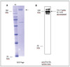 Figure 1: Data from our lab regarding SPIKE stabilized in a detergent mycelle.<br>A: SDS-Page of purified SPIKE in detergent mycelle.<br>B: Western blot of Rho1d4 tagged SPIKE, originated from the SDS Page seen in "A".