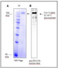 Figure 1: Data from our lab regarding SPIKE from B.1.617 / Delta / Indian mutant stabilized in a detergent mycelle.<br>A: SDS-Page of purified SPIKE in detergent mycelle.<br>B: Western blot of Rho1d4 tagged SPIKE, originated from the SDS Page seen in "A".