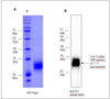 Figure 1: Size, purity and oligomerization state of CoV-2 spike protein RBD domain assessed by SDS-PAGE, Western Blot using a Rho1D4<br>antibody.