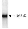 SDS Page pattern of purified survivin recombinant protein was stained with Coomassie Blue.