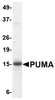 SDS-PAGE analysis of recombinant PUMA fragment on Coomassie Blue-stained 4-20% gradient gel.