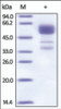 The purity of rh CD137 Fc Chimera was determined by DTT-reduced (+) SDS-PAGE and staining overnight with Coomassie Blue.