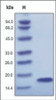 The purity of rh-aFGF was determined by DTT-reduced (+) SDS-PAGE and staining overnight with Coomassie Blue.