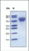 The purity of rh ALK3 Fc Chimera was determined by DTT-reduced (+) SDS-PAGE and staining overnight with Coomassie Blue.