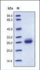 The purity of rh ApoA1 was determined by DTT-reduced (+) SDS-PAGE and staining overnight with Coomassie Blue.