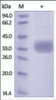 The purity of rh AZU1 / HBP was determined by DTT-reduced (+) SDS-PAGE and staining overnight with Coomassie Blue.