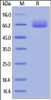 Human B7-1, Fc Tag (HPLC-verified) on SDS-PAGE under reducing (R) condition. The gel was stained overnight with Coomassie Blue. The purity of the protein is greater than 95%.