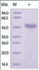 The purity of rh BCL2L1, N-GST Tag was determined by DTT-reduced (+) SDS-PAGE and staining overnight with Coomassie Blue.