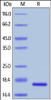 Human FGF basic, Tag Free on SDS-PAGE under reducing (R) condition. The gel was stained overnight with Coomassie Blue. The purity of the protein is greater than 98%.