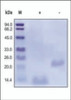 The purity of rhBMP2 was determined by SDS-PAGE of reduced (+) and non-reduced (-) rhBMP2 and staining overnight with Coomassie Blue.