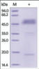 The purity of rh BTLA / CD272 Fc Chimera was determined by DTT-reduced (+) SDS-PAGE and staining overnight with Coomassie Blue.