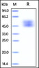 Cynomolgus / Rhesus macaque B7-1, His Tag on SDS-PAGE under reducing (R) condition. The gel was stained overnight with Coomassie Blue. The purity of the protein is greater than 95%.