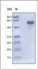 The purity of rh CD40 Fc Chimera was determined by DTT-reduced (+) SDS-PAGE and staining overnight with Coomassie Blue.