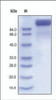 The purity of rh CD100 Fc Chimera was determined by DTT-reduced (+) SDS-PAGE and staining overnight with Coomassie Blue.