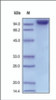 The purity of rh CD31 Fc Chimera was determined by DTT-reduced (+) SDS-PAGE and staining overnight with Coomassie Blue.
