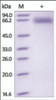 The purity of rh CD72 Fc Chimera was determined by DTT-reduced (+) SDS-PAGE and staining overnight with Coomassie Blue.