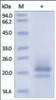 The purity of rh CD83 was determined by DTT-reduced (+) SDS-PAGE and staining overnight with Coomassie Blue.