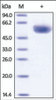 The purity of Cynomolgus CD4 was determined by DTT-reduced (+) SDS-PAGE and staining overnight with Coomassie Blue.