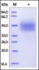Human CD44, His Tag on SDS-PAGE under reducing (R) condition. The gel was stained overnight with Coomassie Blue. The purity of the protein is greater than 95%.