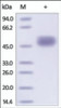 The purity of rh CD14 was determined by DTT-reduced (+) SDS-PAGE and staining overnight with Coomassie Blue.